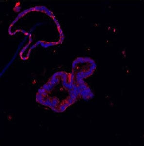 Immunofluorescent staining of FFPE human colon with Lysozyme antibody (red) and DAPI (blue). HIER: Boil the paraffin sections in pH 6, 10mM citrate buffer for 20 minutes and allow to cool prior to staining.