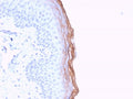IHC staining of FFPE human skin with Kallikrein 5 antibody (clone KLK5/3841). HIER: boil tissue sections in pH6, 10mM citrate buffer, for 20 min and allow to cool before testing.