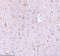 Immunohistochemical staining of STXBP6 using anti-STXBP6 antibody. STXBP6 was detected in a paraffin-embedded section of mouse brain tissue. Heat mediated antigen retrieval was performed in EDTA buffer (pH 8.0, epitope retrieval solution). The tissue section was blocked with 10% goat serum. The tissue section was then incubated with 2 ug/ml rabbit anti-STXBP6 antibody overnight at 4oC. Peroxidase Conjugated Goat Anti-rabbit IgG was used as secondary antibody and incubated for 30 min at 37oC.