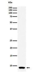 Western blot analysis of ATP5G1 expression in human HL-60 cell lysate using the ATP5G1 antibody. A single band is detected at approximately 8-9 kDa, below the unprocessed theoretical mass (~14 kDa). This mobility corresponds to the mature mitochondrial form of ATP5G1 following cleavage of its N-terminal targeting sequence. Similar migration (~7-9 kDa) has been reported for subunit c proteins in biochemical studies of the F0-ATP synthase complex.
