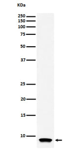 Western blot analysis of ATP5G1 expression in human HL-60 cell lysate using the ATP5G1 antibody. A single band is detected at approximately 8-9 kDa, below the unprocessed theoretical mass (~14 kDa). This mobility corresponds to the mature mitochondrial form of ATP5G1 following cleavage of its N-terminal targeting sequence. Similar migration (~7-9 kDa) has been reported for subunit c proteins in biochemical studies of the F0-ATP synthase complex.