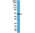 Western blot testing of human HEK293 cell lysate with recombinant AKT antibody at 1:10,000 dilution. Predicted molecular weight: ~56 kDa.