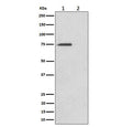 Western blot testing of lysate from human HeLa cells, untreated (1) or treated with Alkaline phosphatase (2), using Phospho-eIF4B antibody.