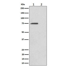 Western blot testing of lysate from human HeLa cells, untreated (1) or treated with Alkaline phosphatase (2), using Phospho-eIF4B antibody.