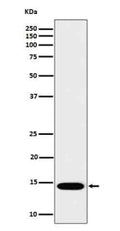 Western blot analysis of IL22 in recombinant human IL22 protein cell lysate using IL22 antibody.