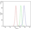 Flow cytometry testing of human JK-1 cells with HS2ST1 antibody at 1ug/million cells (blocked with goat sera); Red=cells alone, Green=isotype control, Blue= HS2ST1 antibody.