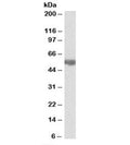 Western blot testing of rat liver lysate with Aldh3a2 antibody at 0.03ug/ml. Predicted molecular weight: ~54kDa.