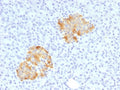 IHC staining of FFPE human pancreas with TNF alpha antibody. HIER: boil tissue sections in pH 9 10mM Tris with 1mM EDTA for 20 min and allow to cool before testing.