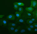 Immunofluorescent staining of FFPE human A549 cells with ALDH1A1 antibody (blue) and DAPI nuclear stain (blue). HIER: steam section in pH6 citrate buffer for 20 min.