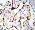 TGFBR2 antibody immunohistochemistry analysis in formalin fixed and paraffin embedded human placenta tissue.