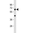 Western blot testing of mouse liver lysate with PRODH antibody at 1:4000. Predicted molecular weight: 68 kDa.