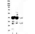 Western blot testing of human 1) U-937 and 2) HepG2 cell lysate with CEBP Alpha antibody.