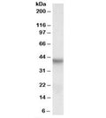 Western blot testing of HepG2 lysate with PINX1 antibody at 0.3ug/ml. Predicted molecular weight: ~37kDa.