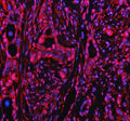 Immunofluorescent staining of PPP1R8 using anti-PPP1R8 antibody (green). PPP1R8 was detected in an immunocytochemical section of Hela cells. Enzyme antigen retrieval was performed using IHC enzyme antigen retrieval reagent for 15 mins. The cells were blocked with 10% goat serum. And then incubated with 5 ug/ml rabbit anti-PPP1R8 antibody overnight at 4oC. DyLight 488 Conjugated Goat Anti-Rabbit IgG was used as secondary antibody at 1:500 dilution and incubated for 30 min at 37oC.