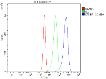 Flow Cytometry analysis of Jurkat cells using anti-DTNBP1 antibody. Overlay histogram showing Jurkat cells stained with (Blue line). To facilitate intracellular staining, cells were fixed with 4% paraformaldehyde and permeabilized with permeabilization buffer. The cells were blocked with 10% normal goat serum. And then incubated with rabbit anti-DTNBP1 antibody (1 ug/million cells) for 30 min at 20oC.