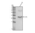 Western blot analysis of Retinoschisin using anti-Retinoschisin antibody. Lane 1: mouse eye tissue lysates. After electrophoresis, proteins were transferred to a nitrocellulose membrane at 150 mA for 50-90 min. Blocked the membrane with 5% non-fat milk/TBS for 1.5 hour at RT.