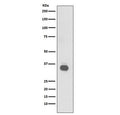 Western blot testing of human Raji cell lysate with CD20 antibody. Predicted molecular weight ~33 kDa.
