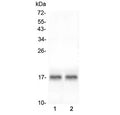 Western blot testing of two lots of mouse heart lysate with ANF antibody at 0.5ug/ml. Predicted molecular weight ~17 kDa.