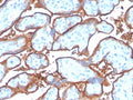 IHC staining of FFPE human placenta with recombinant PD-L1 antibody (clone PDL1/4280R). HIER: boil tissue sections in pH 9 10mM Tris with 1mM EDTA for 20 min and allow to cool before testing.