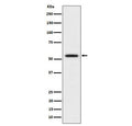 Western blot testing of human Hela cell lysate with KATNA1 antibody. Predicted molecular weight ~56 kDa.