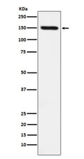 Western blot analysis of CD163 expression in human fetal liver cell lysate probed with anti-CD163 antibody shows a strong band at ~150 kDa, higher than the predicted ~130 kDa, consistent with the mature N-glycosylated form of the CD163 membrane receptor.