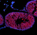Immunofluorescent staining of NUP50 using anti-NUP50 antibody (red). NUP50 was detected in a paraffin-embedded section of rat testis tissue. Heat mediated antigen retrieval was performed in EDTA buffer (pH 8.0, epitope retrieval solution). The tissue section was blocked with 10% goat serum. The tissue section was then incubated with 5 ug/ml rabbit anti-NUP50 antibody overnight at 4oC. Cy3 Conjugated Goat Anti-Rabbit IgG was used as secondary antibody at 1:500 dilution and incubated for 30 min at 37oC.