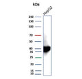 Western blot testing of human HepG2 cell lysate using AKR1C1 antibody (clone AKR1C1/9319). Predicted molecular weight ~37 kDa.