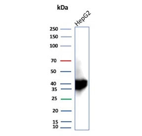 Western blot testing of human HepG2 cell lysate using AKR1C1 antibody (clone AKR1C1/9319). Predicted molecular weight ~37 kDa.