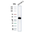 Western blot testing of human OVCAR-3 cell lysate with Mesothelin antibody (clone MSLN/3383). Predicted molecular weight ~69 kDa (precursor), ~40 kDa (cleaved form). Glycosylation may make the protein run higher than expected.