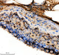 IHC staining of FFPE zebrafish integument tissue with Zebrafish Hprt1 antibody. HIER: boil tissue sections in pH8 EDTA for 20 min and allow to cool before testing.