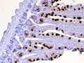 IHC testing of FFPE rat small intestine tissue with Cd252 antibody at 1ug/ml. Required HIER: steam section in pH6 citrate buffer for 20 min and allow to cool prior to testing.