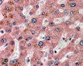 IHC testing of FFPE human liver with APOC1 antibody at 4ug/ml. HIER: steamed with pH6 citrate buffer, AP-staining.