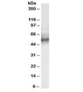 Western blot testing of human spleen lysate with TRIM11 antibody at 0.3ug/ml. Predicted molecular weight: ~53kDa.