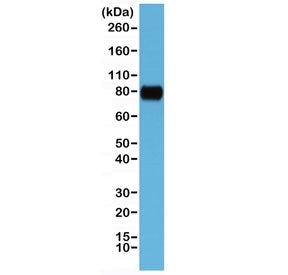 Western blot testing of human HeLa cell lysate with recombinant CD44 antibody at 1:1000. Predicted molecular weight ~81kDa.