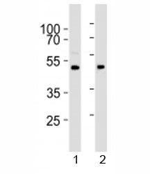 Western blot analysis of lysate from 1) human brain and 2) mouse brain tissue lysate using PRMT8 antibody at 1:1000.