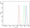 Flow cytometry testing of fixed and permeabilized human 293T cells with Protor-1 antibody at 1ug/million cells (blocked with goat sera); Red=cells alone, Green=isotype control, Blue= Protor-1 antibody.