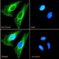 Immunofluorescent staining of fixed and permeabilized human HeLa cells with ASC antibody (green) at 10ug/ml and DAPI nuclear stain (blue).