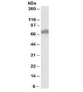 Western blot testing of human cerebellum lysate with Secretogranin II antibody at 0.3ug/ml. Predicted molecular weight: ~71kDa.
