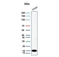 Western blot testing of human liver lysate with Transthyretin antibody (clone TTR/4292). Predicted molecular weight ~16 kDa.