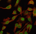 Immunofluorescent staining of OTUD4 using anti-OTUD4 antibody (green) and anti-Beta Tubulin antibody (red). OTUD4 was detected in an immunocytochemical section of Hela cells. Enzyme antigen retrieval was performed using IHC enzyme antigen retrieval reagent for 15 mins. The cells were blocked with 10% goat serum. And then incubated with 5 ug/ml rabbit anti-OTUD4 antibody and mouse anti-Beta Tubulin antibody overnight at 4oC.