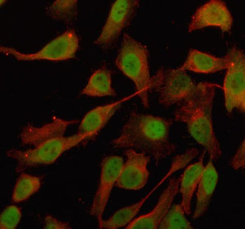 Immunofluorescent staining of OTUD4 using anti-OTUD4 antibody (green) and anti-Beta Tubulin antibody (red). OTUD4 was detected in an immunocytochemical section of Hela cells. Enzyme antigen retrieval was performed using IHC enzyme antigen retrieval reagent for 15 mins. The cells were blocked with 10% goat serum. And then incubated with 5 ug/ml rabbit anti-OTUD4 antibody and mouse anti-Beta Tubulin antibody overnight at 4oC.