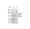 SDS-PAGE analysis of purified, BSA-free S100A1 antibody (clone S100A1/6374R) as confirmation of integrity and purity.
