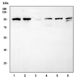 Western blot testing of 1) human Ramos, 2) human Daudi, 3) rat spleen, 4) mouse spleen, 5) mouse RAW264.7 and 6) mouse EL4 cell lysate with CD19 antibody at 0.5ug/ml. Expected molecular weight: 60~100 kDa depending on glycosylation level.