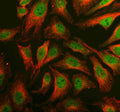 Immunofluorescent staining of PRDM6 using anti-PRDM6 antibody (green) and anti-Beta Tubulin antibody (red). PRDM6 was detected in an immunocytochemical section of Hela cells. Enzyme antigen retrieval was performed using IHC enzyme antigen retrieval reagent for 15 mins. The cells were blocked with 10% goat serum. And then incubated with 5 ug/ml rabbit anti-PRDM6 antibody and mouse anti-Beta Tubulin antibody overnight at 4oC.