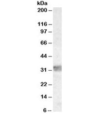 Western blot testing of human thymus lysate with MyD88 antibody at 0.03ug/ml. Predicted molecular weight ~33 kDa.