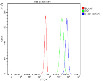 Flow Cytometry analysis of 293T cells using anti-FGD5 antibody. Overlay histogram showing 293T cells stained with (Blue line). To facilitate intracellular staining, cells were fixed with 4% paraformaldehyde and permeabilized with permeabilization buffer. The cells were blocked with 10% normal goat serum. And then incubated with rabbit anti-FGD5 antibody (1 ug/million cells) for 30 min at 20oC.