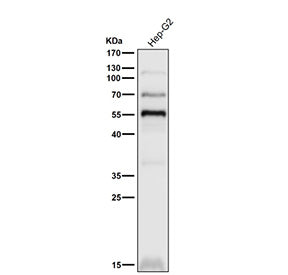 Human HepG2 cell lysate western blot tested with the PPAR gamma antibody at 1:3000 dilution for 1 hour at room temperature. Predicted molecular weight: 54-57 kDa.