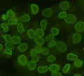ICC/IF staining of HeLa cells, fixed with 4% Paraformaldehyde, using Lamin B1 antibody at 1:100.