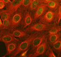 Immunofluorescent staining of FFPE human U-2 OS cells with EGR2 antibody (green) and Alpha Tubulin mAb (red). HIER: steam section in pH6 citrate buffer for 20 min.