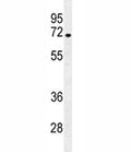 NUMB antibody western blot analysis in NCI-H292 lysate. Predicted/observed molecular weight ~70kDa.